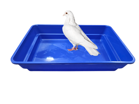WANNA KĄPIELOWA DLA GOŁĘBI, KACZEK, GĘSI NIEBIESKA 60X40X10 CM KUWETA