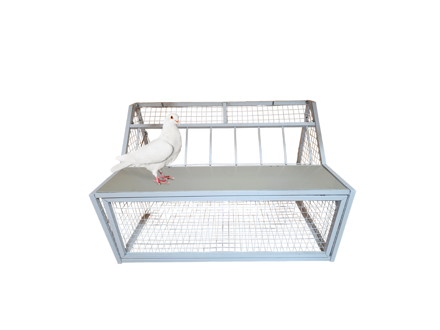 Wlot belgijski dla gołębi ze stali malowanej 100