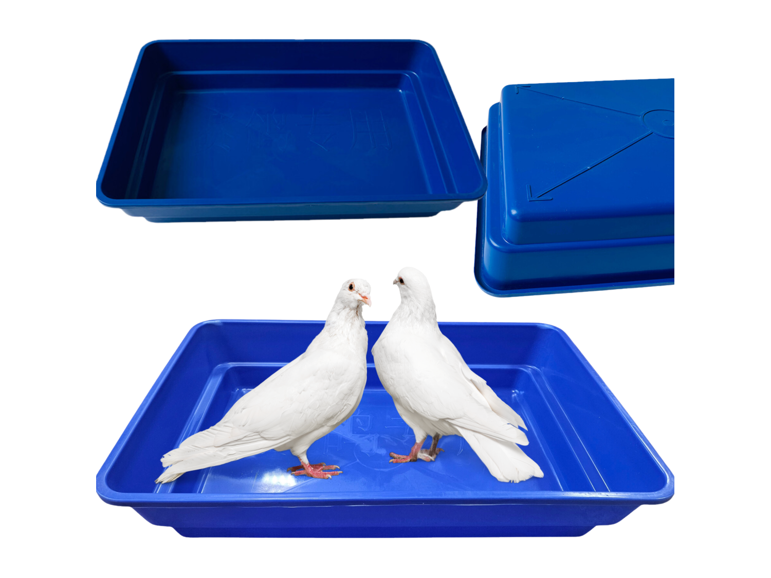 WANNA KĄPIELOWA DLA GOŁĘBI, KACZEK, GĘSI NIEBIESKA 60X40X10 CM KUWETA